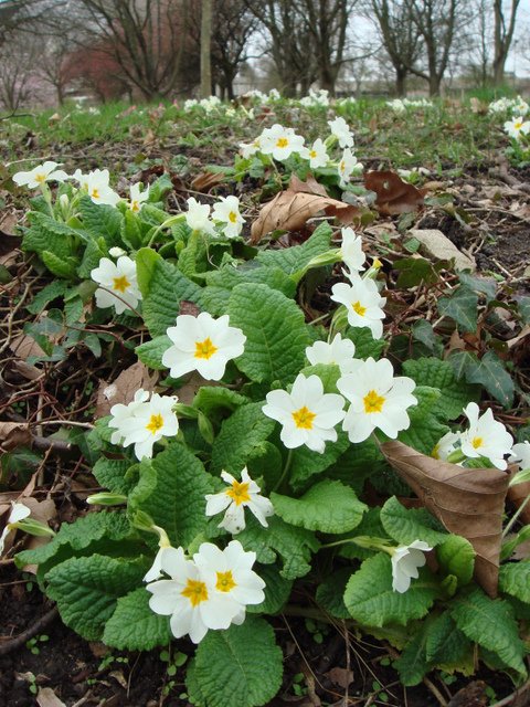 Primula vulgaris